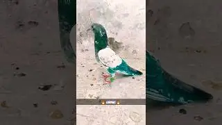 Fresh Green Rang Laga Kar uraya 😍 Kabootar Ki Landing 🔥🔥 #pigeon #kabootar #short