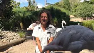 Why I love Auckland Zoo with our bird keepers