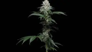 Starfighter Cultivated by Green Bodhi