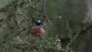 Weevil walking on harvestman (Lacinius ephippiatus?)