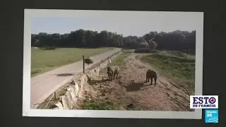 El parque zool&oacute;gico de Thoiry, una reserva africana a las puertas de Par&iacute;s
