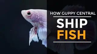 How To Ship Tropical Fish #shiptropicalfish #guppycentral #howto