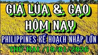 GIÁ LÚA & GẠO HÔM NAY THỨ HAI/19/01/2026| Giải Trí Miền Tây