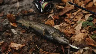 Trout fishing in russia