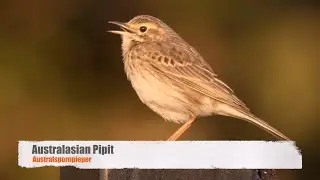 Australasian Pipit Call #birds #birdsounds