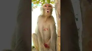 bandar ki aawaz funny #monkey #bandar #monkeyvideo