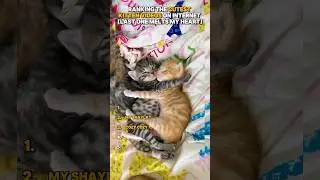 Ranking The Cutest Kitten Videos On The Internet #shorts #cat #kitten #shortsviral