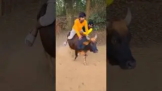 He Actually Rode a Cow 😱