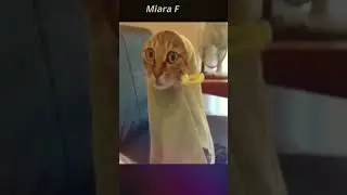 Cat fun, Cat Year, Youtube fun, Funny videos, funny memes, fails, vines, #shorts,