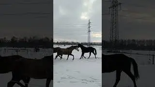 Beautiful horses running in the snow ❤️🐎🐎🐎#shorts #horse #snow