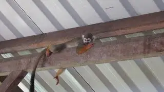 GUYANE : L'ILET LA MERE