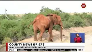 County Stories I Kilifi herdsman killed in an elephant attack
