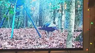 Tom turkey found the food.