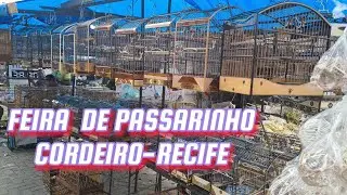 FEIRA DE PASSARINHO DO CORDEIRO NO RECIFE HOJE 30/06/24