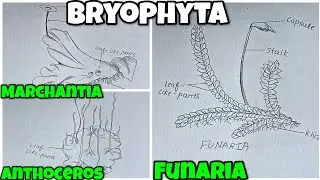classification of plants| Plants of the Bryophyta Division: Funaria, Marchantia, Anthoceros