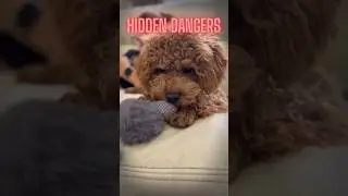 The Spooky Side of Pet Allergies: Top Triggers