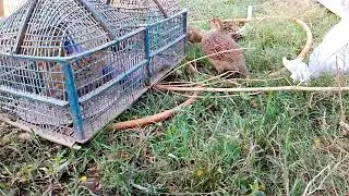 Grey Francolin Voice ( Irani tetar Ki awaz) @naturalworld5334