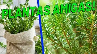 Essas Plantas Companheiras NÃO podem faltar na sua Horta Orgânica!