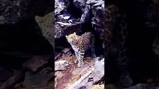 Explore Nature! #Snow Leopard&rsquo;s Cave Nest