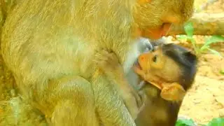 HUNGRY BABY MONKEY ALE HURT MOUTH TO FEEDING MILK @NewsBabyMonkey
