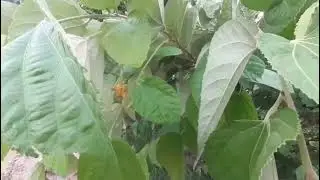 Falsa Plant Benefits & Care | فالس پودے کے فائدے اور دیکھ بھال