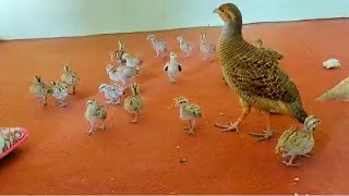 Teetar with chicks || teetar bacche ki awaz || teetar chicks care