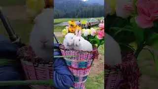 Hamirpur to CHAMBA tour with family trip