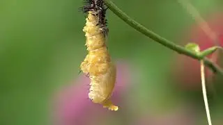 A beautiful butterfly's metamorphosis  (NO COPYRIGHT)   I   Nature Life