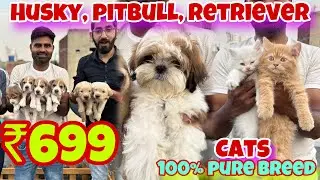 Cheapest Dogs Market in Delhi | German Shepherd, Husky, Pitbull, Cats | AK PET SHOP, SOUTH DELHI