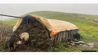Harmony in the Highlands Organic Sheepherding Life of Rural Nepal|