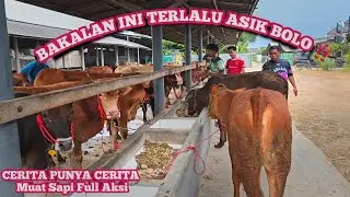 MUAT SAPI BAKALAN FULL AKSI BOLO‼️