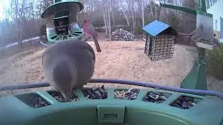 Super Triple Feeder in New England! Very warm January day! Calm before the storm! Watch our regulars