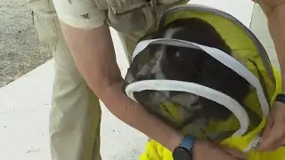 Former K-9 Maple is busy as a bee sniffing out threats to Michigan State University colonies