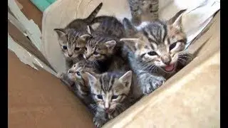 A Day In The Life Of Our Foster Kittens