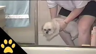 Cute Dog Starts Swimming Before Even Hitting The Water!