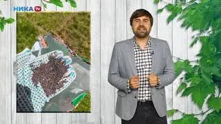Секреты зеленого газона)