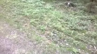 Lodi ja punakylkirastas (r&ouml;dvingetrast) 2016