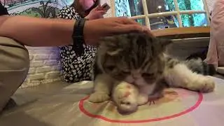 Caturday Cat Cafe Bangkok