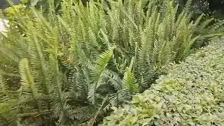 #Boston Fern how they grow