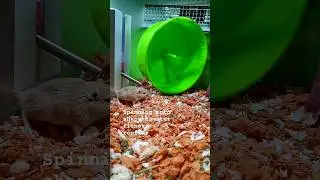 Improve Health, Hamster Fitness Routine. How many minutes does your hamster exercise each day? 😂