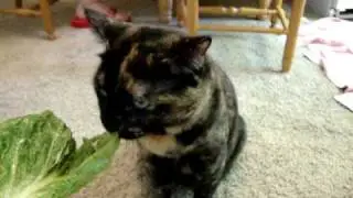 Cute Kitty Cat eating lettuce! Funny vid