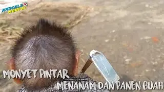 clever monkeys plant and harvest fruit #animalsmonpaitv #monkey #monpai