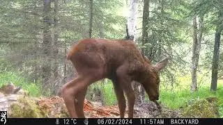 game camera clips from my backyard in Alaska
