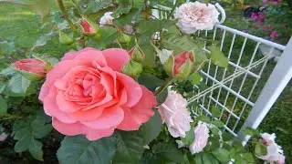 РОЗЫ В ИЮЛЬСКОМ САДУ.8 сортов.Rose de Tolbiac,Dee Dee Bridgewater,Robe a la Francaise и др.