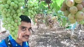 2023 Awesome Swenson Red Grapes Garden and farming...