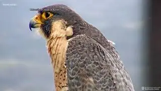 Falcon living on UT Tower stealing the show