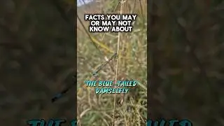 Facts You May or May Not Know About The Blue-tailed Damselfly #nature #insects #facts #shorts #fyp