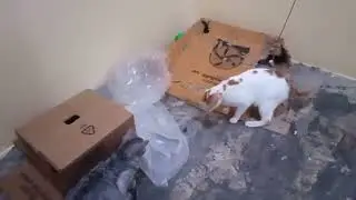 MEOW MEOW BUZZY BUGGY ~ CATS CICADA HUNTING
