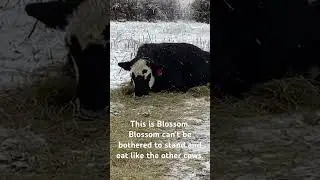 Blossom enjoys breakfast in bed. #cow #farming #funny #farm