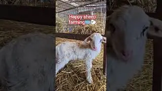 happy sheep 🐑🐑🇬🇷🇬🇷💕 #animals #farmlife #farmlife  #nothingimposibleinthisworld #farming